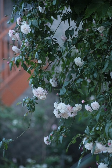 e0209997_944271.jpg