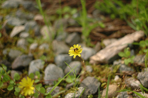 a0061599_734145.jpg