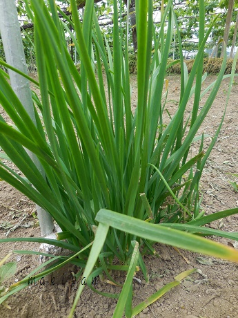 c0229312_17103666.jpg