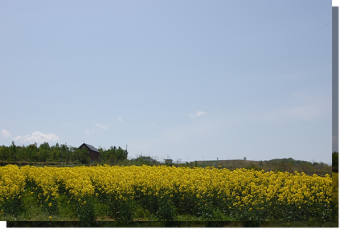 a0114514_18435053.png
