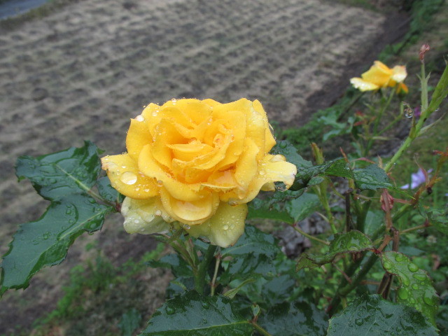 f0341616_16214615.jpg