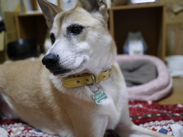 f0282319_5231819.jpg