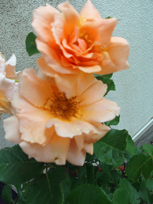 e0312121_1012489.gif