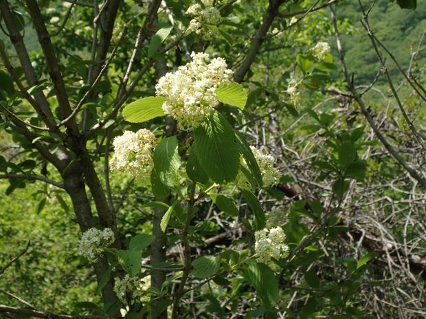 f0214649_5211866.jpg