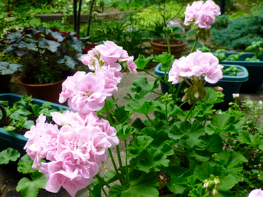 c0040472_9384188.jpg