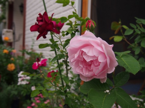 c0117007_2057960.jpg