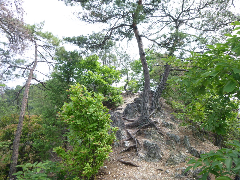 d0170615_168569.jpg