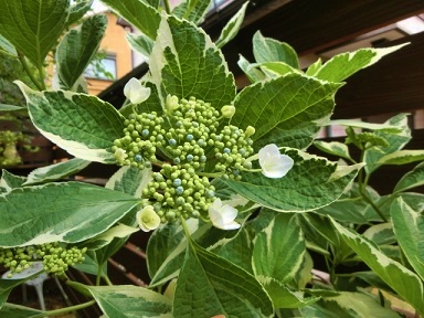 c0204121_1175270.jpg