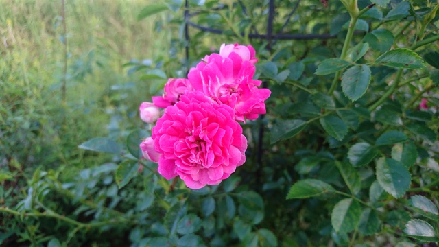 e0305733_7729.jpg