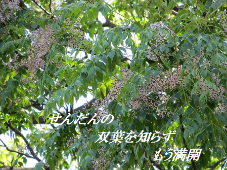 d0164636_8134778.png
