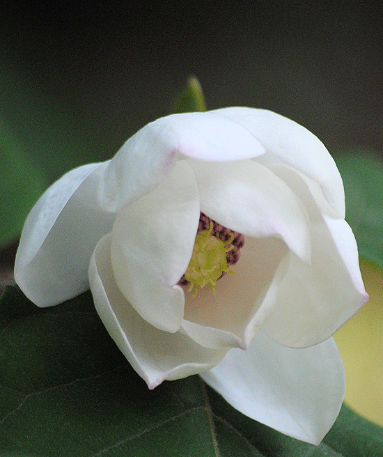 a0001354_2112299.gif