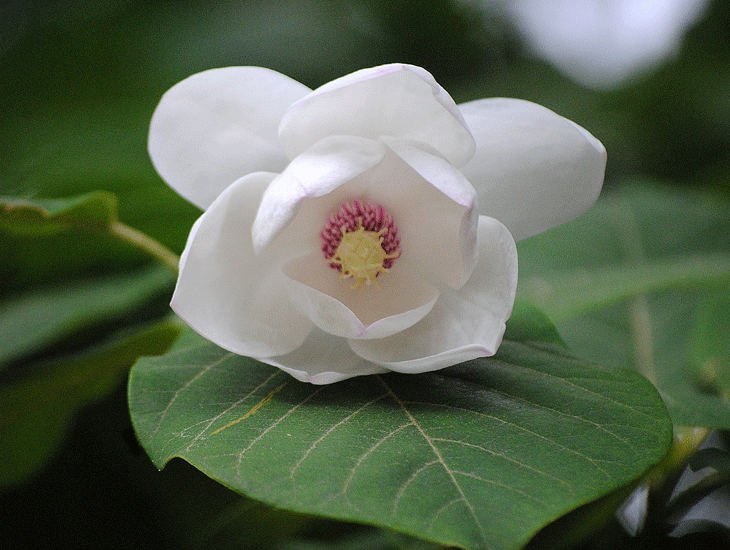 a0001354_214256.gif