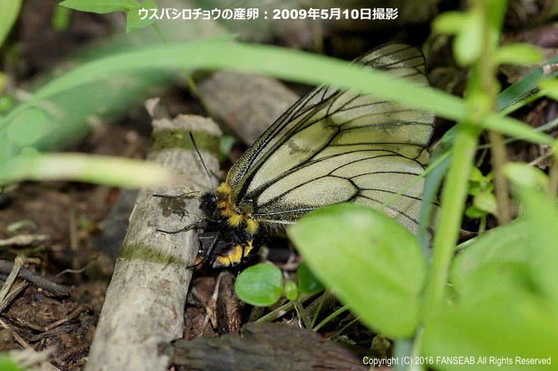 f0090680_1595745.jpg