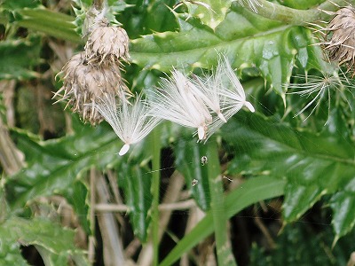 f0338188_16501994.jpg