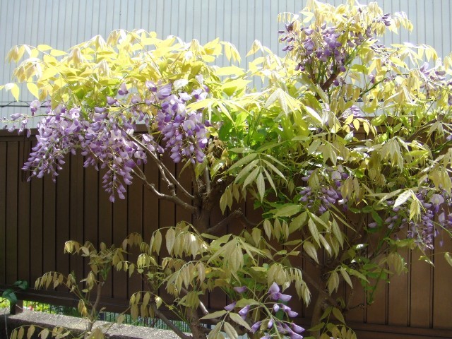c0062603_22455804.jpg