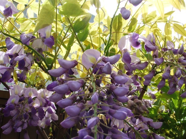 c0062603_22460742.jpg