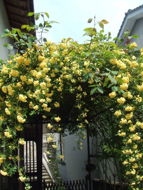 c0062603_22463841.jpg