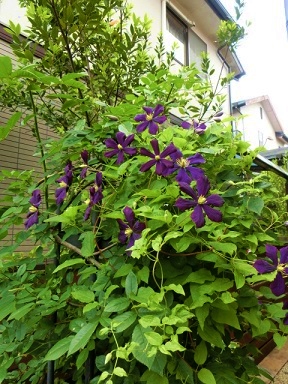 c0204121_22252477.jpg