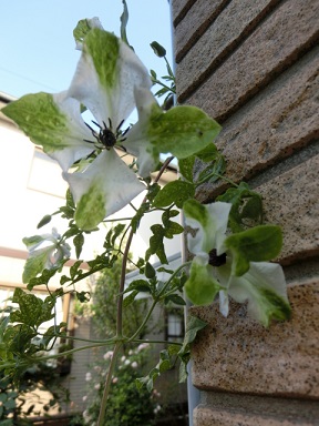 c0204121_22315650.jpg