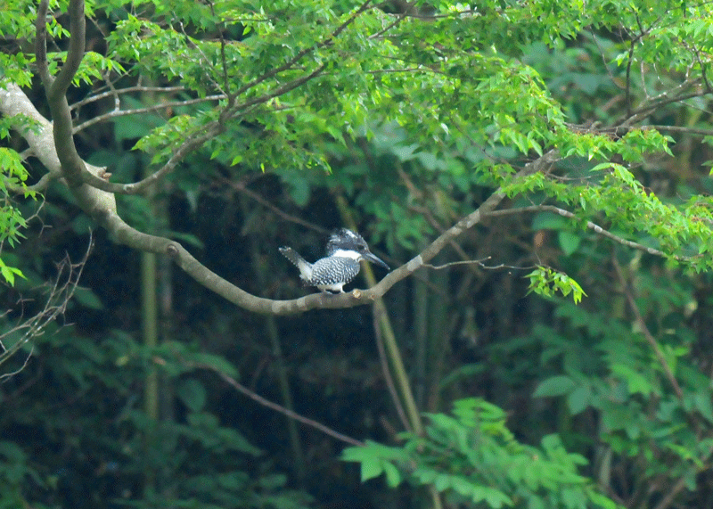 d0290240_10213219.gif