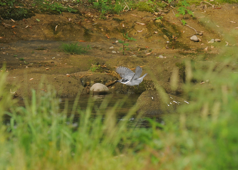 d0290240_10220084.gif