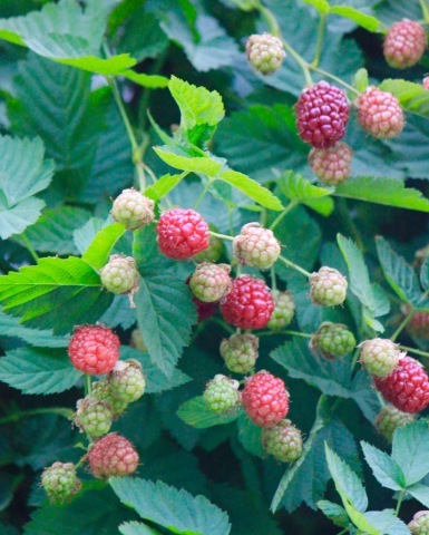 a0248459_07255306.jpg