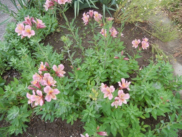 c0361298_22224220.jpg