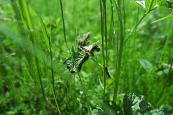 f0045630_14182450.jpg