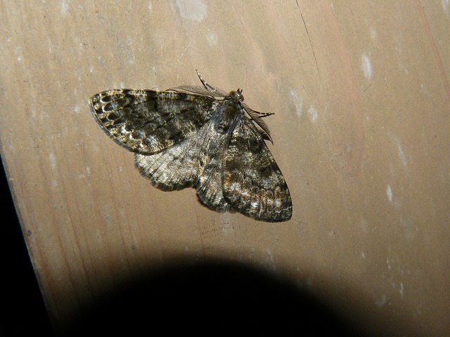 d0019074_100261.jpg