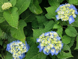 e0130185_19102791.jpg