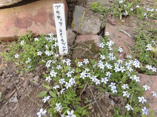 b0035611_21225368.jpg