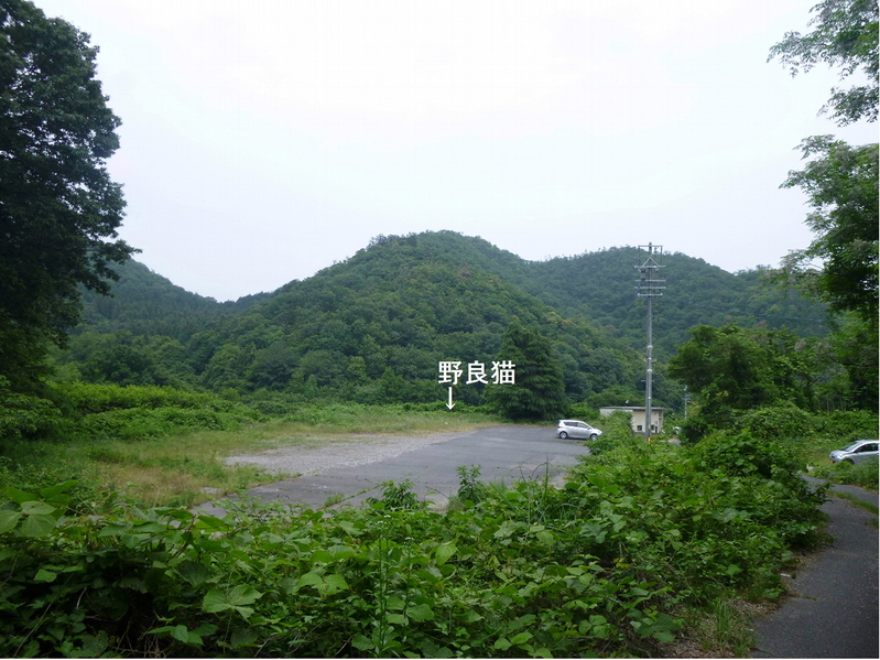 d0170615_17184999.jpg