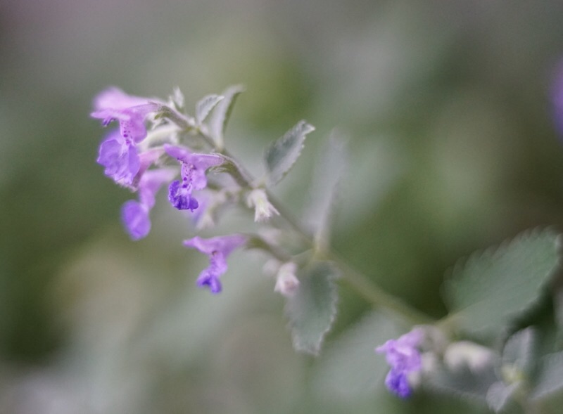 e0077517_1653413.jpg