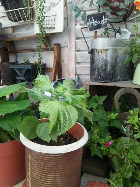c0267235_17181868.jpg