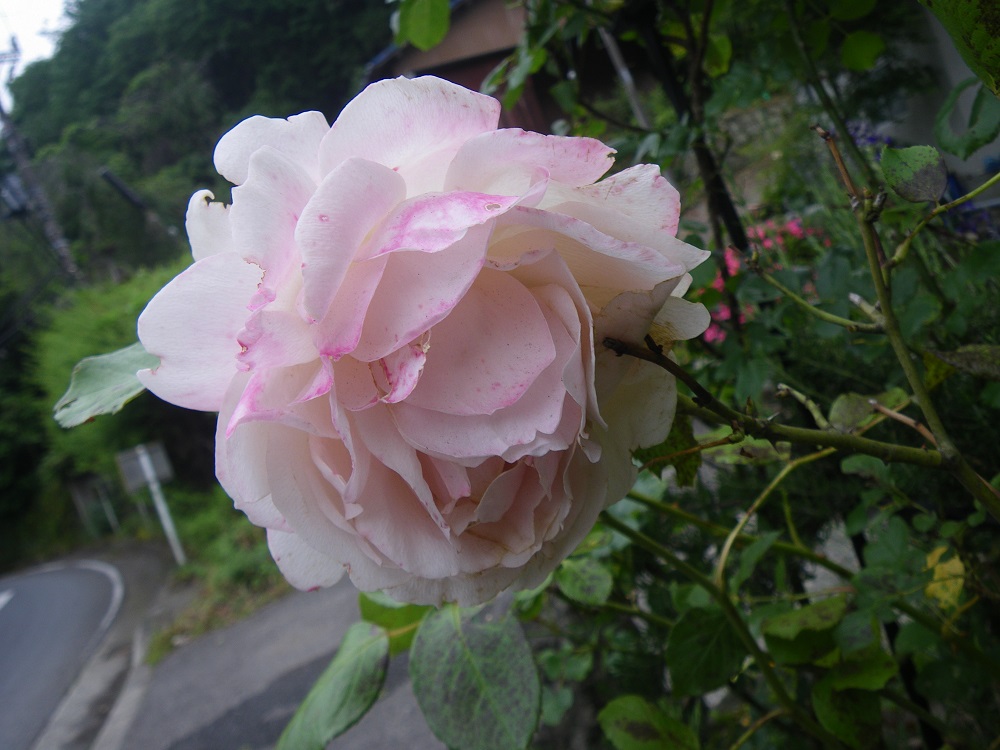 c0033636_8351627.jpg