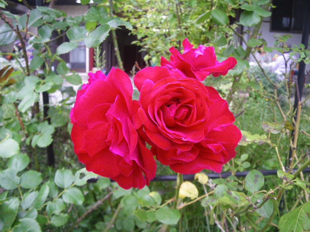 c0033636_835610.jpg
