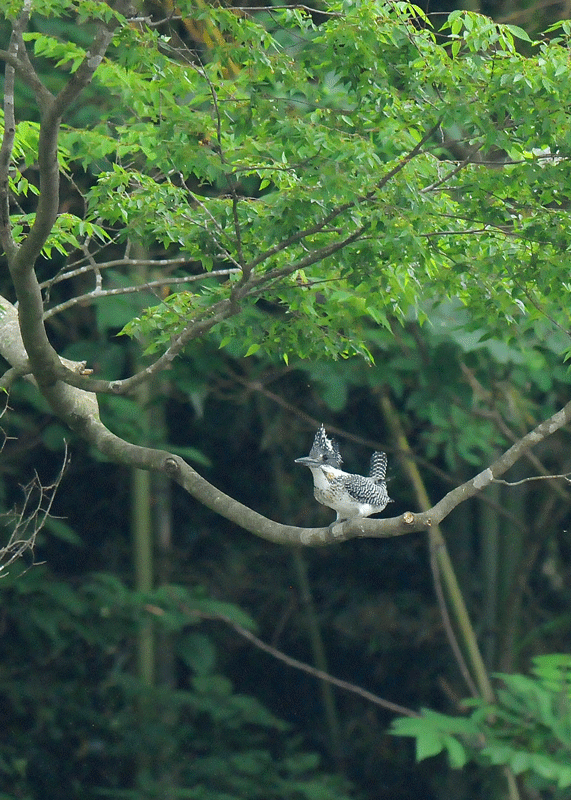 d0290240_09063417.gif
