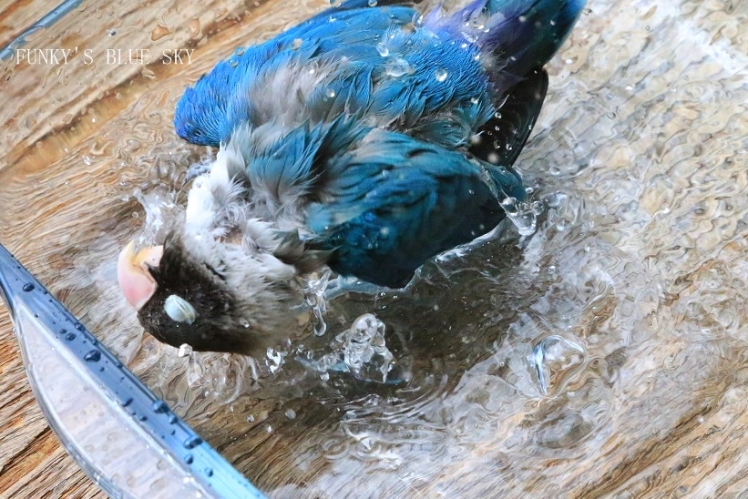c0145250_12302311.jpg