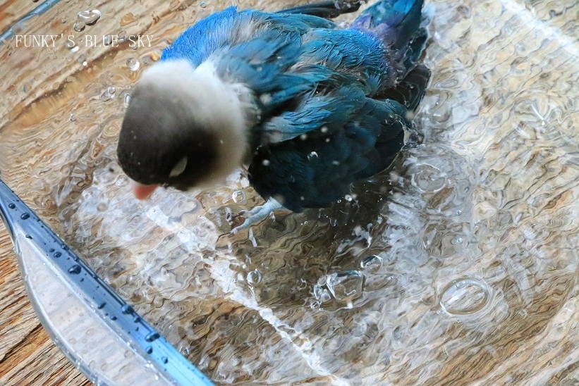 c0145250_12302684.jpg