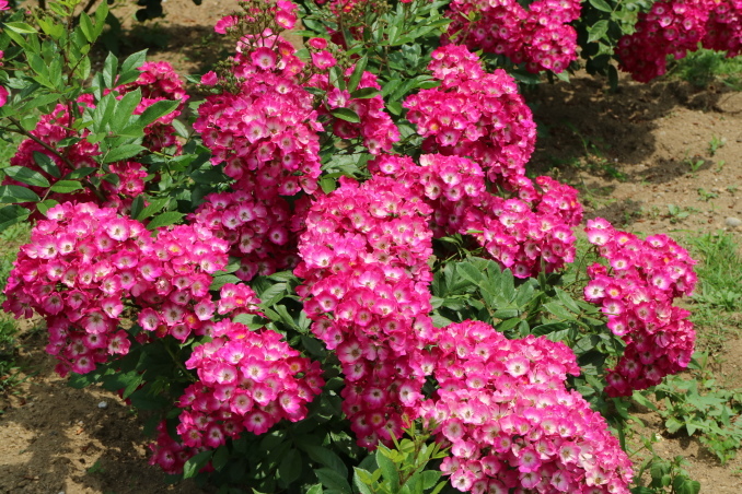 f0345263_23211793.jpg