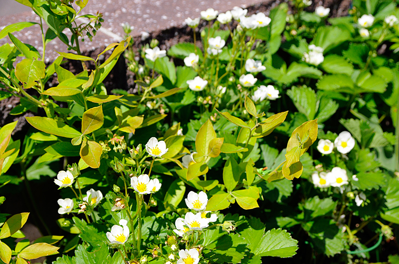 c0026870_1815349.jpg