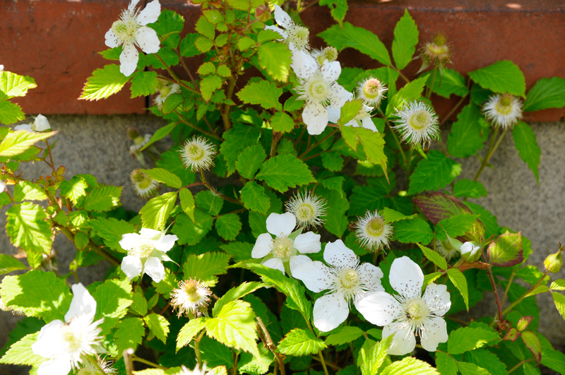c0026870_18155127.jpg