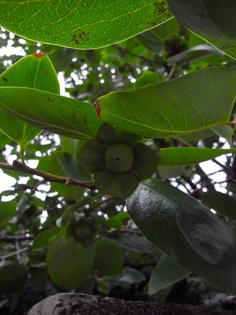 d0350542_23265409.jpg