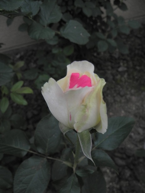 c0109450_9331647.jpg