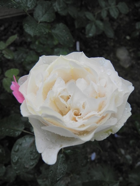 c0109450_9341158.jpg