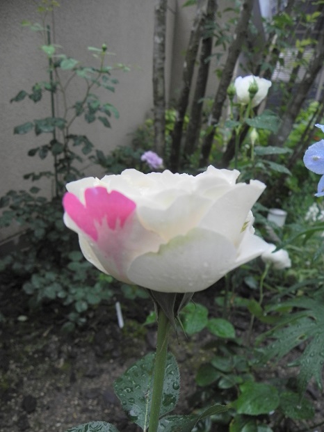 c0109450_934471.jpg