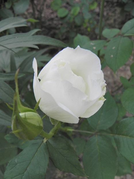 c0109450_9362447.jpg