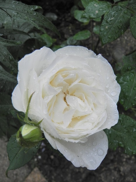 c0109450_9374710.jpg