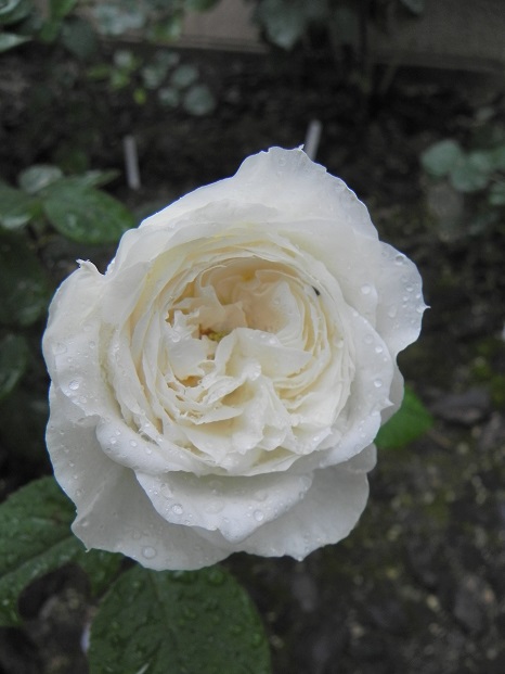 c0109450_938129.jpg