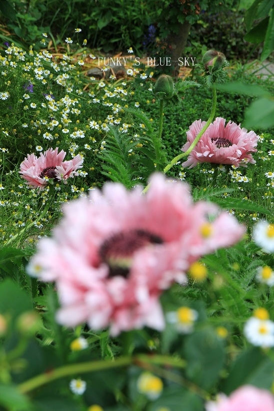 c0145250_12120772.jpg
